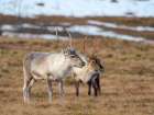 Semi-domesticated reindeer on the island Senja near Mefjordvaer during late winter. Norway. Art Print
